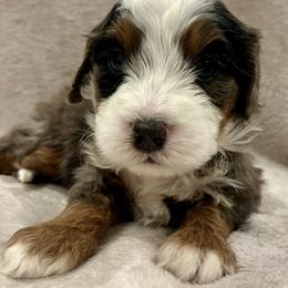Max - Merle male Bernedoodle puppy in Sandy, Oregon from MC Doodles