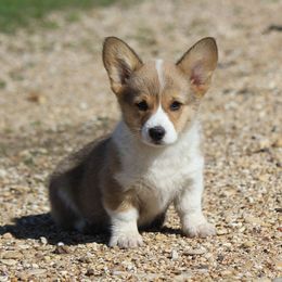 American Corgi, French Bulldog, and Pembroke Welsh Corgi Puppies from Moonstone Corgis & Frenchies