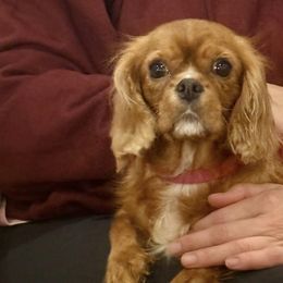 Sunny - Cavalier King Charles Spaniel