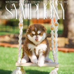 Symphony - Red and white female Pomsky puppy in Mattoon, Illinois from Southpaw Pomskies