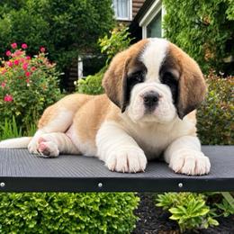 White Collar - Brown and white female Saint Bernard puppy in New York from Johnson Farms