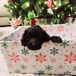 Double Doodle and Labradoodle Puppies from Delightfully Double Doodles