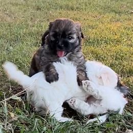 Havanese, Havapoo, and Poodle Puppies from Parlor Pups