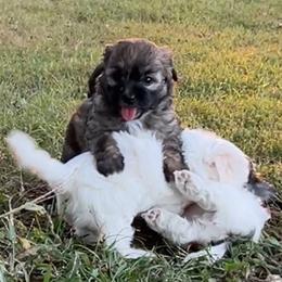 Havanese, Havapoo, and Poodle Puppies from Parlor Pups