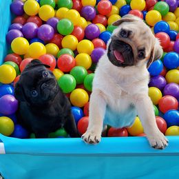 Pug Puppies from Harmony Pugs