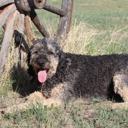Violet - Goldendoodle