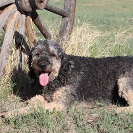 Violet - Goldendoodle