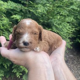 Rusty - Red male Cockapoo puppy in Strasburg, Pennsylvania from Dana's Domain Cockapoos