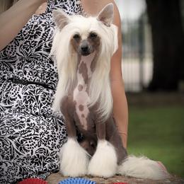 Daisy - Chinese Crested