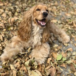 Junie - Cocker Spaniel