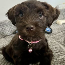Miniature Schnauzer Puppies from Reservoir Dogs
