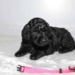 Poodle Puppies from Laminin Poodles