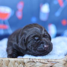 Daisy - Chocolate female Labrador Retriever puppy in Williamston, South Carolina from Dutton Dog Co & Dalla Grazia Doberman