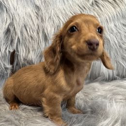 Luna - Red female Dachshund puppy in Cabool, Missouri from Dachshund's of Country Magic Farms in Missouri