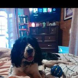 English Springer Spaniel Puppies from Ledge N' Tree English Springer Spaniels