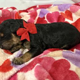 Sweetie - Phantom female Poodle puppy in Conway, Arkansas from Arkansas River Poodles