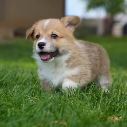 AppleJacks - Red male Pembroke Welsh Corgi puppy in Elberta, Utah from 3F Farms- Pembroke Welsh Corgis and Irish Wolfhounds