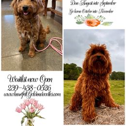 Goldendoodle puppies from Heartfelt GoldenDoodles
