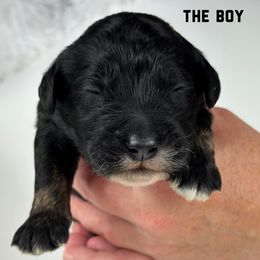 Boy 1 - Black male Goldendoodle puppy in Milford, Indiana from Railway Acres Kennel