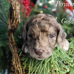 Periwinkle - Merle male Goldendoodle puppy in Plattsburgh, New York from Adirondack Poodles Goldendoodles,Bernedoodles & Schnoodles