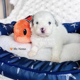 Nemo - White male Sheepadoodle puppy in Sulphur Bluff, Texas from V6 Ranch Dogs