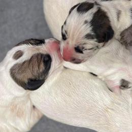 Dachshund and Great Dane Puppies from Ballistic Danes & Dachshunds