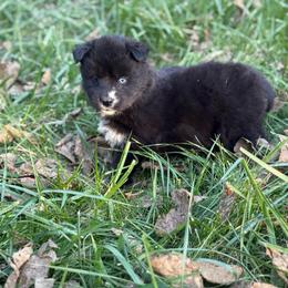 Gambit - Black and white female Siberian Husky puppy in London, Ohio from Rose Trail Siberian’s