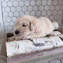 Holly - Cream female Goldendoodle puppy in Mount Pleasant, Utah from Betty's Goldendoodles