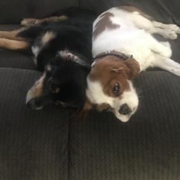 Cavalier King Charles Spaniel Puppies from Christina’s Cavaliers