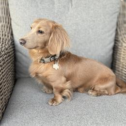 Louie - Dachshund