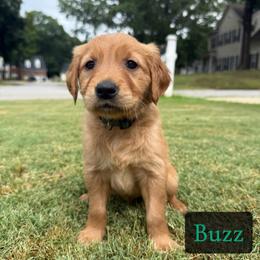 Buzz - Golden male Golden Retriever puppy in Simpsonville, South Carolina from Upstate Revival Retrievers