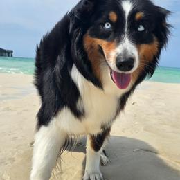 Australian Shepherd puppies from KSH Aussie Haven