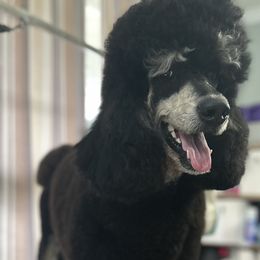 Baela - Poodle