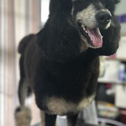 Baela - Poodle