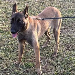 Belgian Malinois from VonSal Kennels