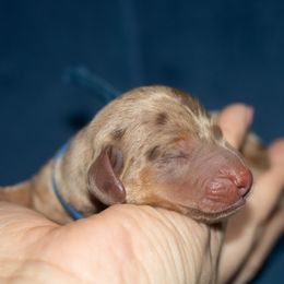 Dasher - Dapple male Dachshund puppy in Mesa, Arizona from Dach Army LLC