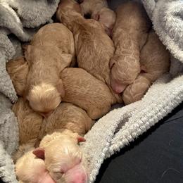 Goldendoodle Puppies from Scout-A-Doodle Doo