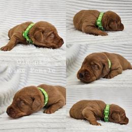 Glennis - Lime Collar - Yellow female Labrador Retriever puppy in Boyd, Minnesota from Lindley Labradors