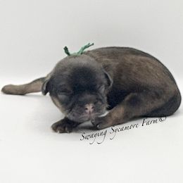 Brindle Male - Brindle male Shih Tzu puppy in Crawfordsville, Indiana from Swaying Sycamore Farm