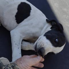 Pointers from Larry Adler's Pointers