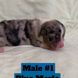 Toy Australian Shepherd Puppies from Toy Aussies