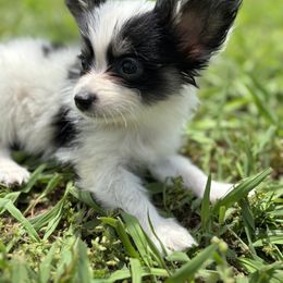 Boston Terrier and Papillon Puppies from Sassy Pap Farms