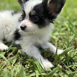 Boston Terrier and Papillon Puppies from Sassy Pap Farms
