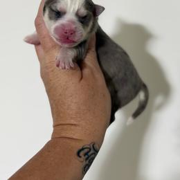 Sophia - Merle female Pomsky puppy in Casa Grande, Arizona from Arizonas Pomsky Squad