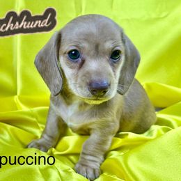 Cappuccino - Cream female Dachshund puppy in Mesquite, Texas from AB Dachshund