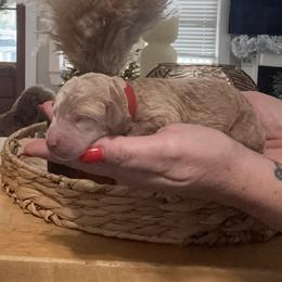 Dallas - Apricot male Goldendoodle puppy in Lake Charles, Louisiana from Perfect Fit Poodles & Doodles