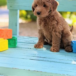 Goldendoodle Puppies from Ruby's Doodle Doos