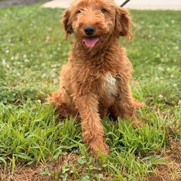 Mickey - Goldendoodle