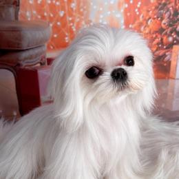 Melissa - Maltese