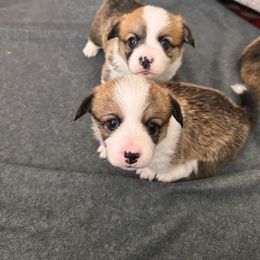 Pembroke Welsh Corgi All Grown Up from Fern Canyon Corgis